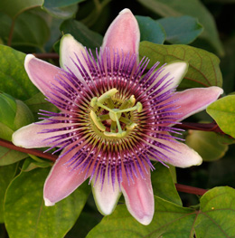 Pasiflora 'Perfume passion' - Passiflora x belotii 'Perfume passion'