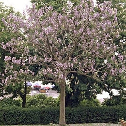 Paulonia - árbol dedalero - árbol de la emperatriz - Paulownia tomentosa