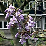 Paulonia - árbol dedalero - árbol de la emperatriz - Paulownia tomentosa