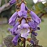 Paulonia - árbol dedalero - árbol de la emperatriz - Paulownia tomentosa