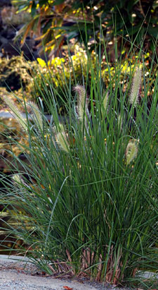 Pennisetum alopecuroides - Pennisetum alopecuroides