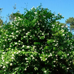 Celindo o Celinda o Solanum jasminoides - Philadelphus x virginalis 'Virginal'