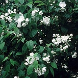 Celindo o Celinda o Solanum jasminoides - Philadelphus x virginalis 'Virginal'
