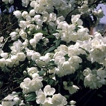 Celindo o Celinda o Solanum jasminoides - Philadelphus x virginalis 'Virginal'