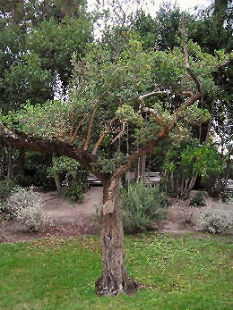 Labi�rnago - ladierna  - Phillyrea angustifolia