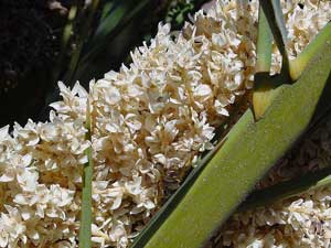 Palmera Canaria