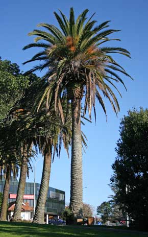 Palmera Canaria