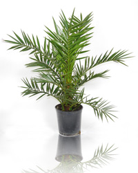 Palmera Canaria