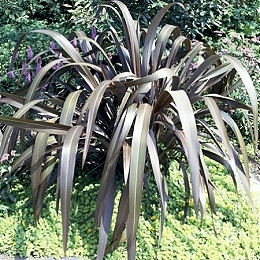 Lino de Nuevo Zelanda purp�rea - formio purp�rea - Phormium tenax purpureum