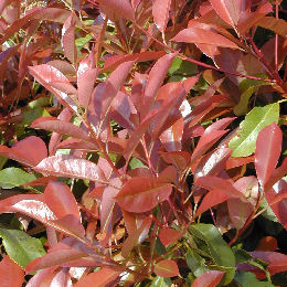 Fotinia Red Robin - Photinia x fraseri Red Robin