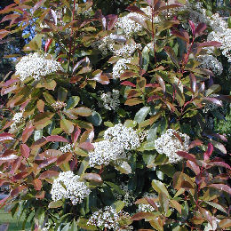 Fotinia Red Robin - Photinia x fraseri Red Robin
