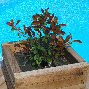 Fotinia enana - Photinia x fraseri 'Nana Select'