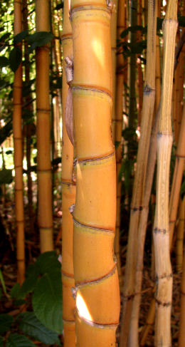 Thamnocalamus tesselatus
