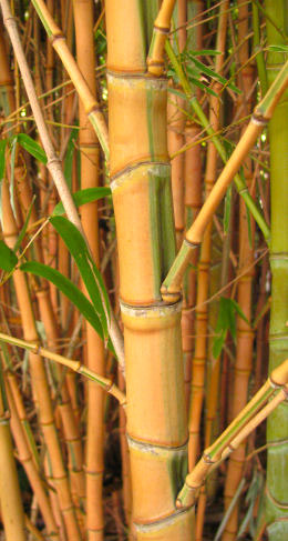 Phyllostachys aurea Koi