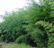 Phyllostachys aureosulcata Alata