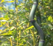 Thamnocalamus tesselatus