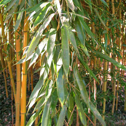 Phyllostachys aureosulcata f. spectabilis