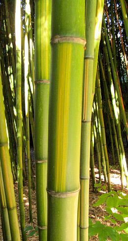 Phyllostachys bambusoides Castillonis-inversa Phyllostachys bambusoides Castillonis-inversa