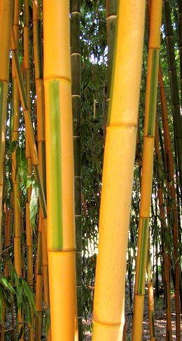 Phyllostachys bambusoides Castillonis Phyllostachys bambusoides Castillonis