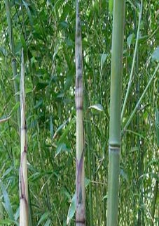 Phyllostachys decora