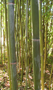 Phyllostachys glauca