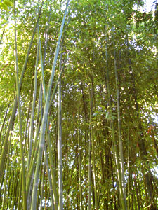 Phyllostachys glauca