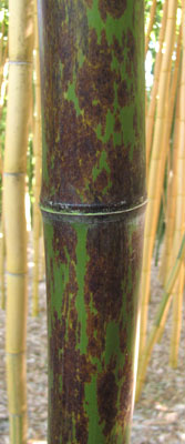 Phyllostachys nigra f. boryana