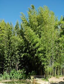 Phyllostachys nigra f. henonis