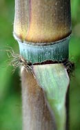 Phyllostachys nigra f. henonis
