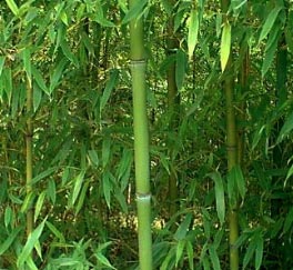 Phyllostachys rubromarginata