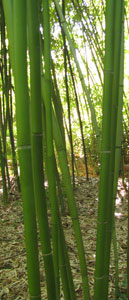 Phyllostachys rubromarginata