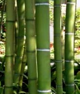 Phyllostachys viridis