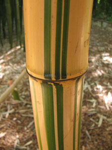 Phyllostachys vivax f. aureocaulis