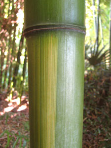 Phyllostachys vivax f. huangwenzhu
