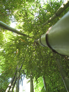 Phyllostachys vivax f. huangwenzhu