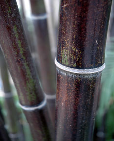 Bamb� Phyllostachys nigra
