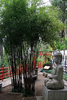 Bamb� Phyllostachys nigra