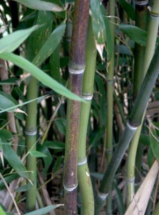 Phyllostachys nuda f. localis