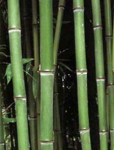 Phyllostachys viridiglaucescens