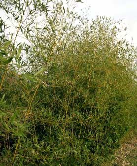 Phyllostachys viridiglaucescens