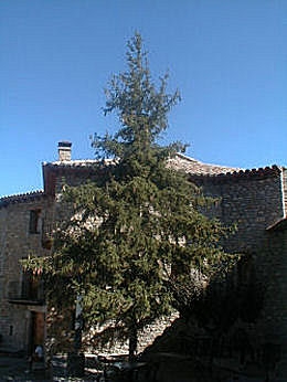 Pícea de Noruega - árbol de Navidad - Picea abies - picea excelsa