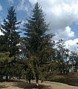  P�cea de Noruega - �rbol de Navidad - Picea abies - picea excelsa