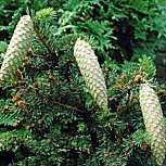  P�cea de Noruega - �rbol de Navidad - Picea abies - picea excelsa