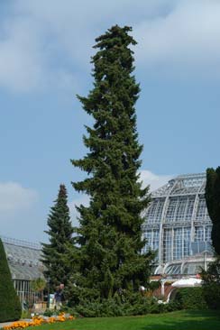 P�cea de Serbia - Picea Omorika