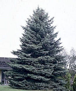 Pícea azul - pícea del Colorado - Picea pungens - picea parryana