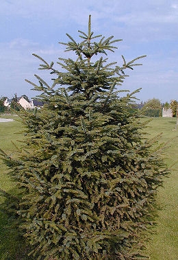 Pícea de Sitka - Picea sitchensis