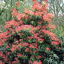 Pieris - Pieris japonica 'Forest Flame' o andromeda japonica 'Forest Flame'