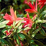 Pieris - Pieris japonica 'Forest Flame' o andromeda japonica 'Forest Flame'