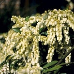 Pieris - Pieris japonica 'Forest Flame' o andromeda japonica 'Forest Flame' Pieris - Pieris japonica 'Forest Flame' o andromeda japonica 'Forest Flame'