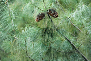 Pino de Armand - Pinus armandii
